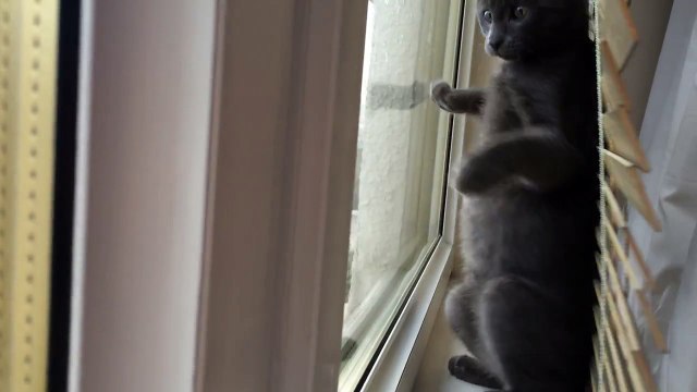 Chaton voit de la neige pour la première fois à la fenêtre