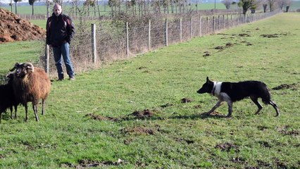 Drop contient deux jeunes moutons isolés du reste du troupeau.