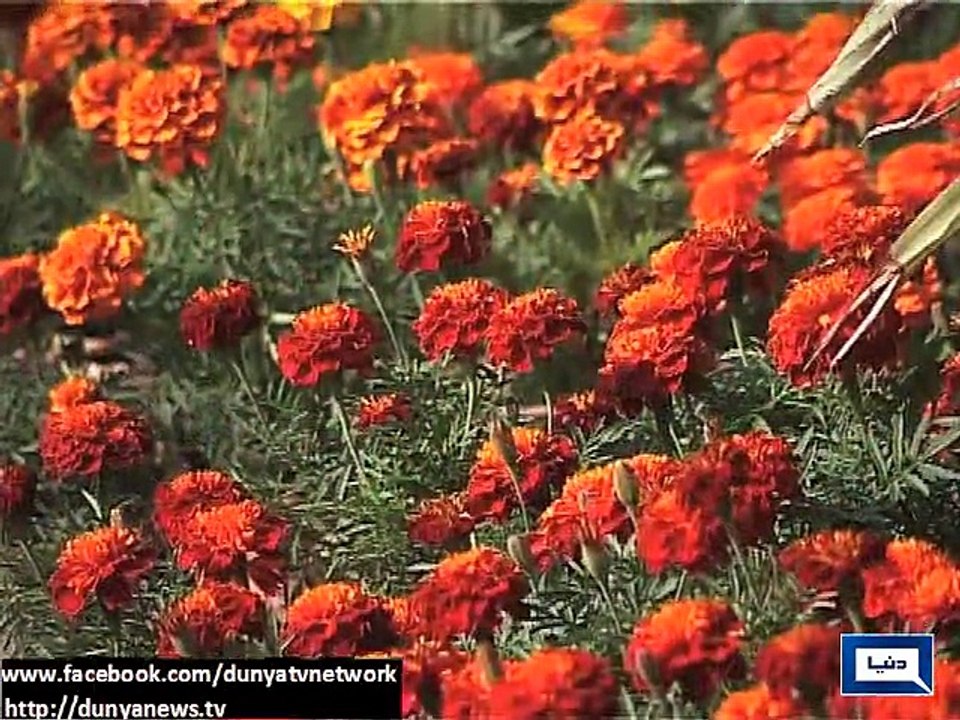 Colourful flowers beautify Karachi roads