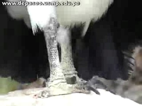 oso de anteojos en el Chaparri