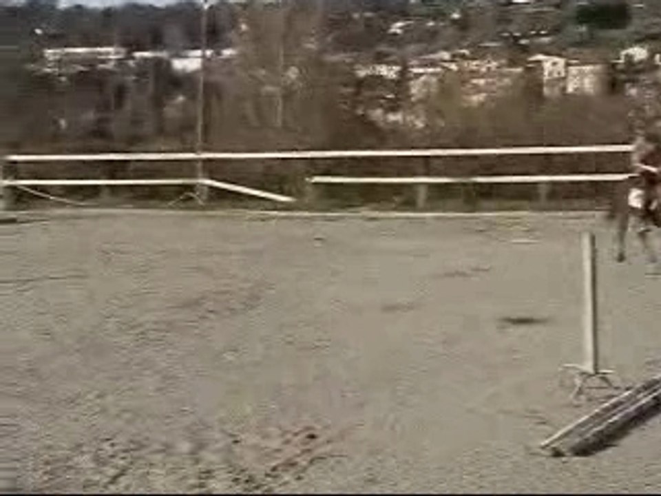 Papilys hongre trotteur français 4 ans