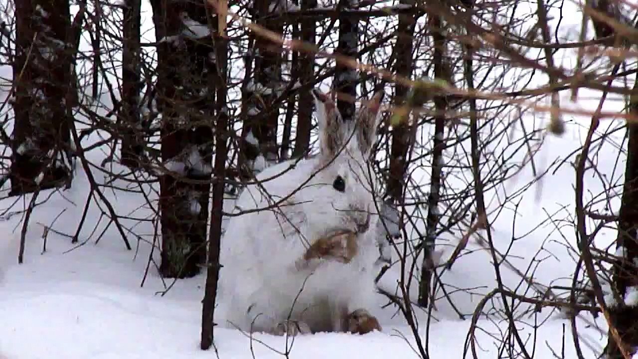 lapin blanc