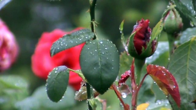 Free HD Background 4U [NO Copyright] Flowers Moist Nature Perfume Raindrops Romance [46]