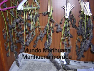 Marihuana Morada - Purple Weed