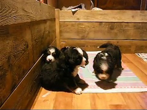 29 janv mâle orange et femelle mauve