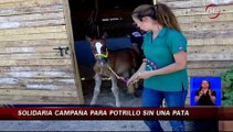 Piden ayuda para potrillo que sufrió amputación de una pata por maltrato animal - CHV Noticias
