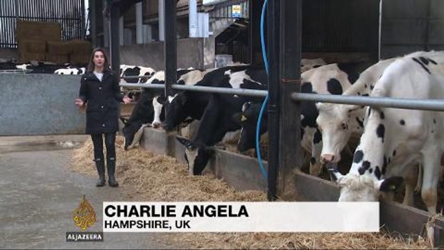 UK dairy industry turns sour amid falling prices