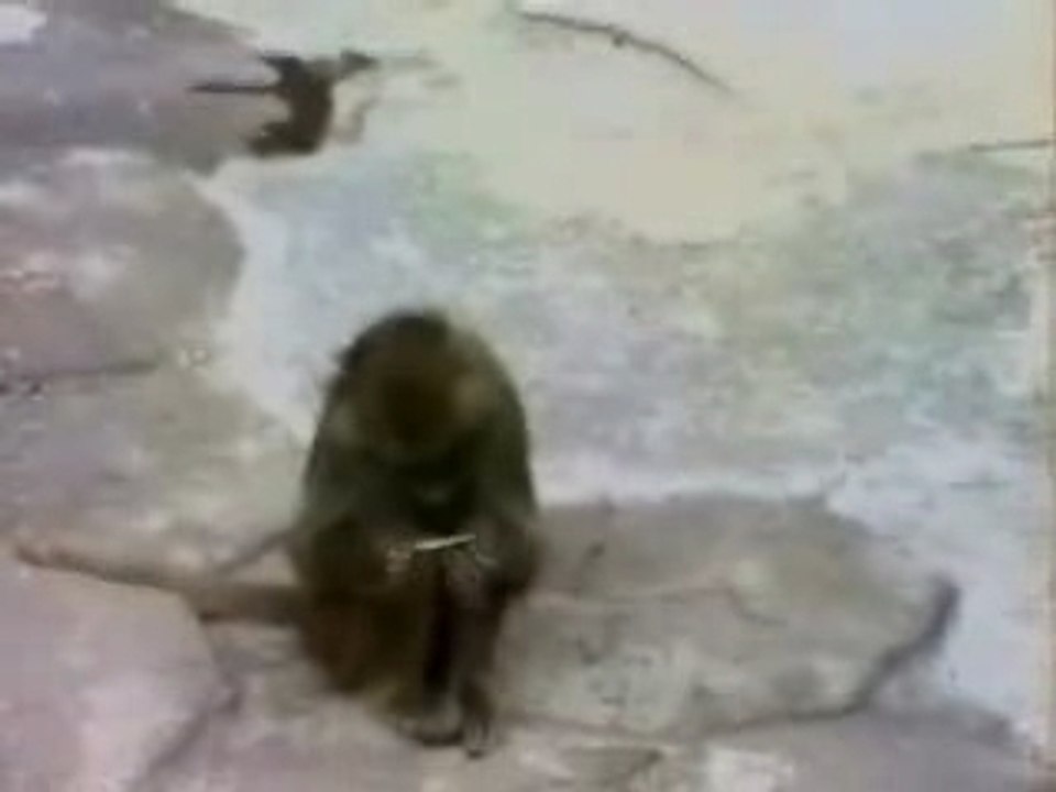 Le face à face du singe