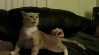 Cat Funny Response To Scratching And Running