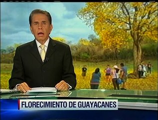 El bello florecer de los guayacanes en Loja