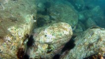 Turismo, Submarino, Observação Marinha, Navegação, 15 milhas naúticas, Embarcação miúda, Mares do Litoral Norte, Ubatuba, SP, Brasil, Marcelo Ambrogi, (25)