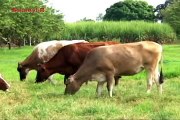 26 de enero de 2015 Alimentación en equinos y bovinos GANASAL