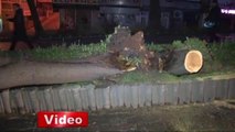 İstanbul'da Şiddetli Lodos Ağaç Devirdi