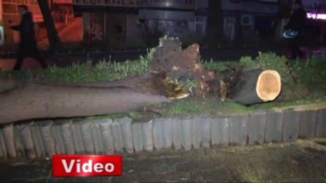 İstanbul'da Şiddetli Lodos Ağaç Devirdi