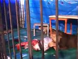 Animals are Animals staggering clip