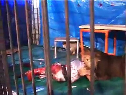 Animals are Animals staggering clip