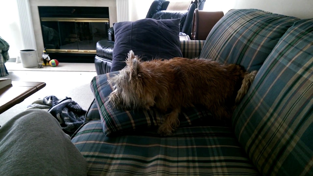 Un chien traumatisé par les bruits de pets de son maitre!