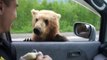 Bear cubs begging on the road in Russia - DON'T do that, it can be fatal!