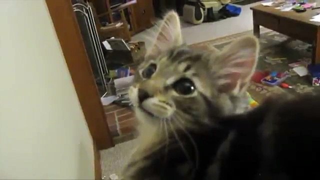 Котенок блеет как козленок - прикол !