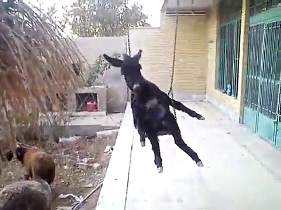 The lonely donkey  swing.