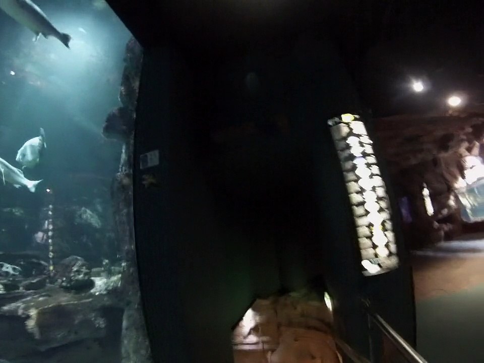 Tunnel de l'aquarium