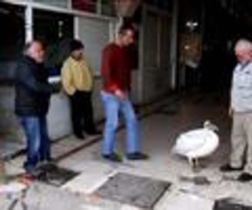 Balıkçıyla pelikanın kıskandıran dostluğu