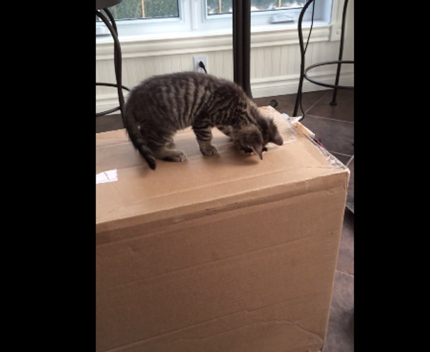 Kitten Boxes a Mystery Opponent