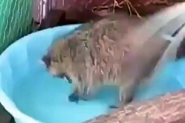 Un raton laveur profite de son bain