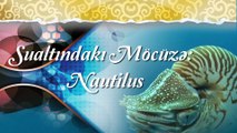 Aysel Vəlizadə - Sualtındakı möcüzə: Nautilus