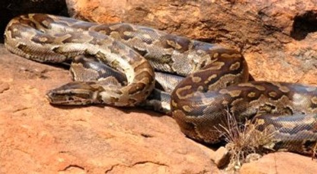 Bu Kez Piton Adamı Değil, Adam Pitonu Yedi!