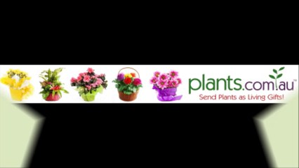 Wedding Photojournalist - Alan Rogers