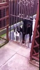 Un chien qui dit: "hello"