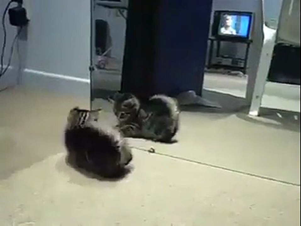 Crazy Cat