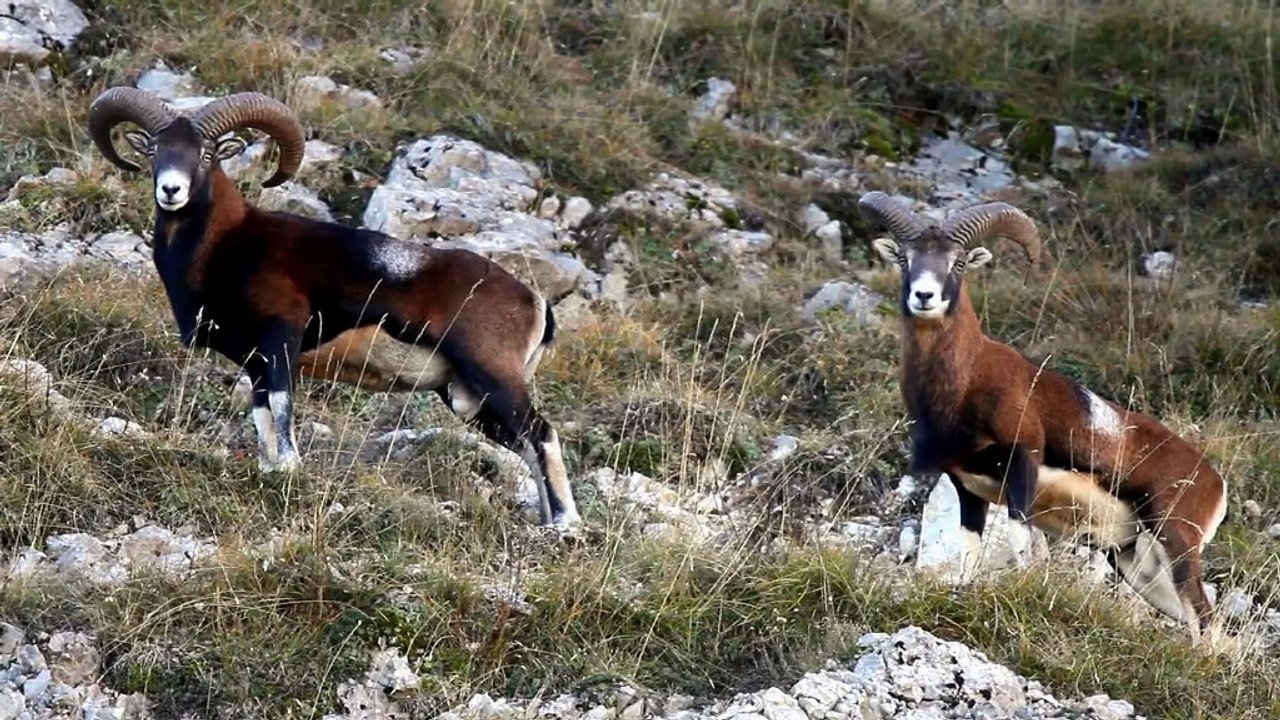 Mouflons devant long temps