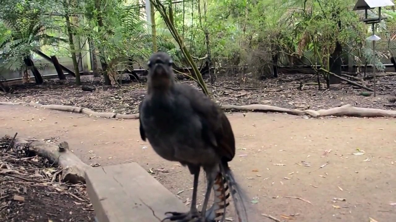 A bird with with a Beautifull Voice