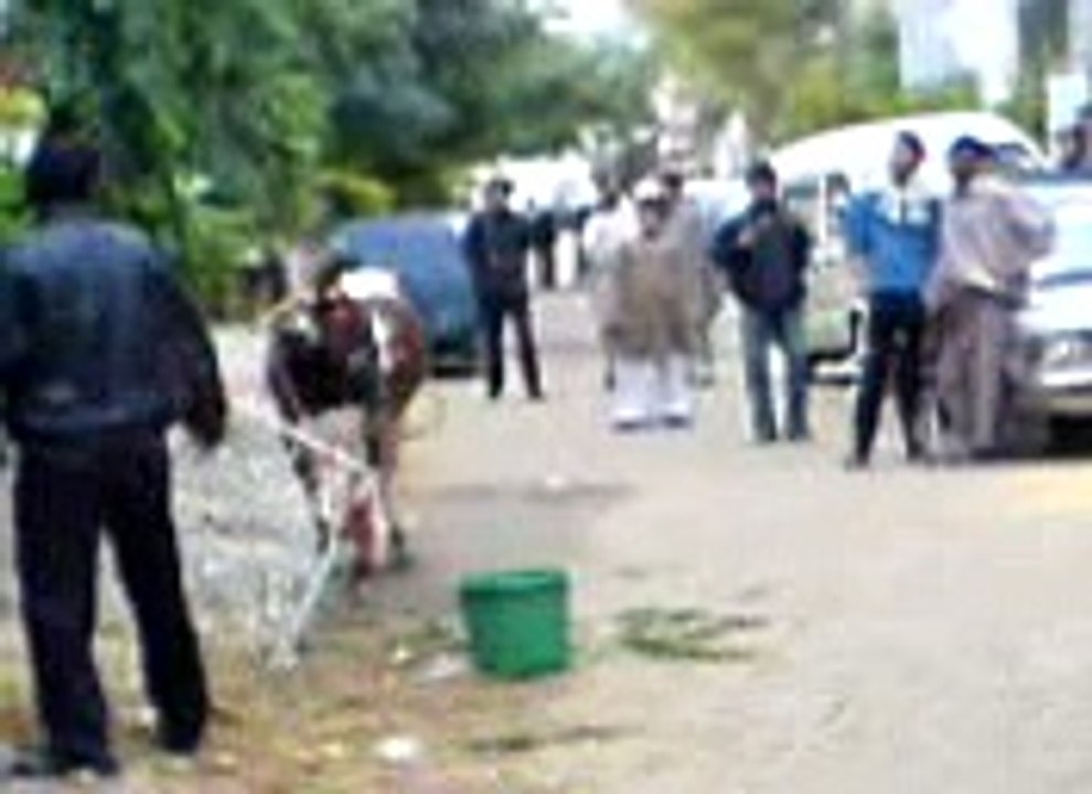 Cow Say Panga