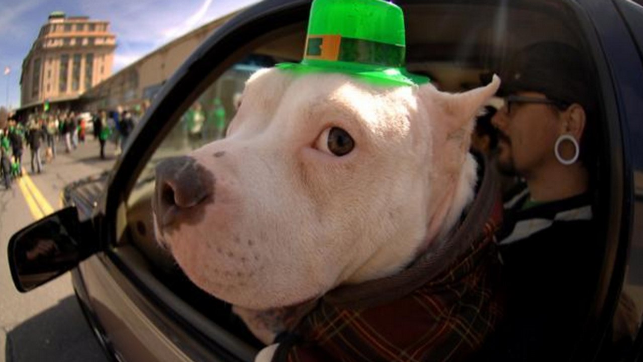 New Bill Would Allow Police To Raid Homes Of Pit Bull Owners