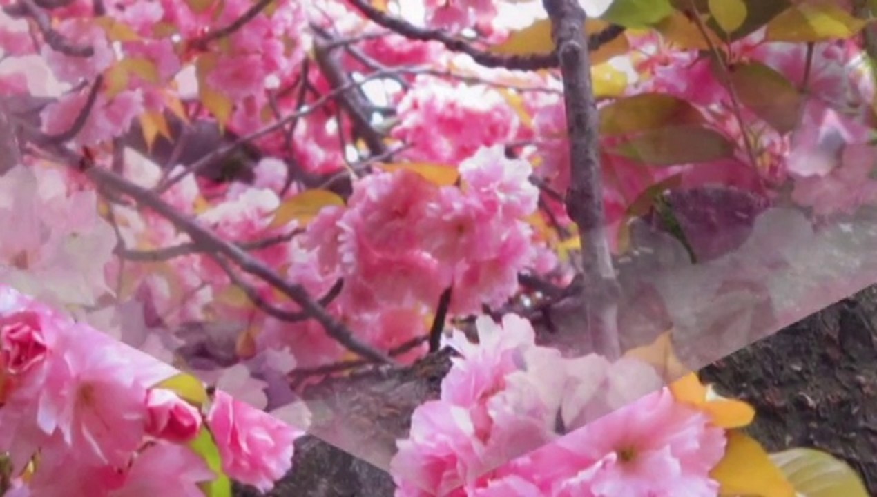 Una Lacrima Sul Viso.