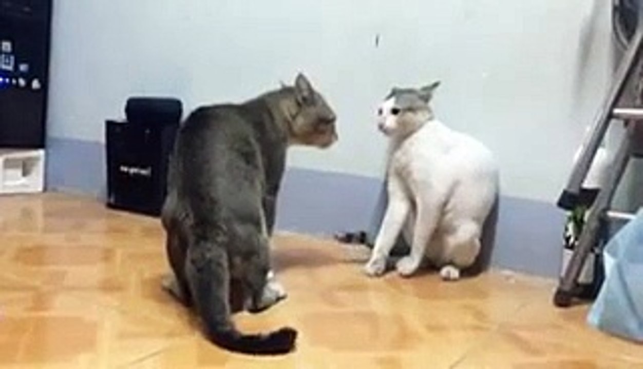 Cats fight