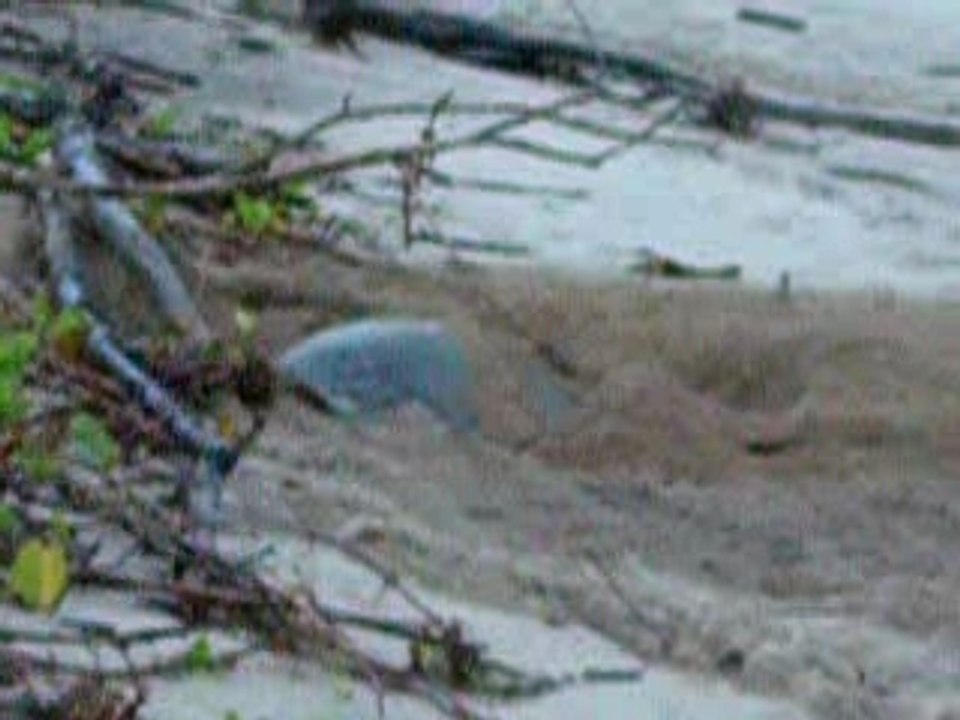 Tortue Verte