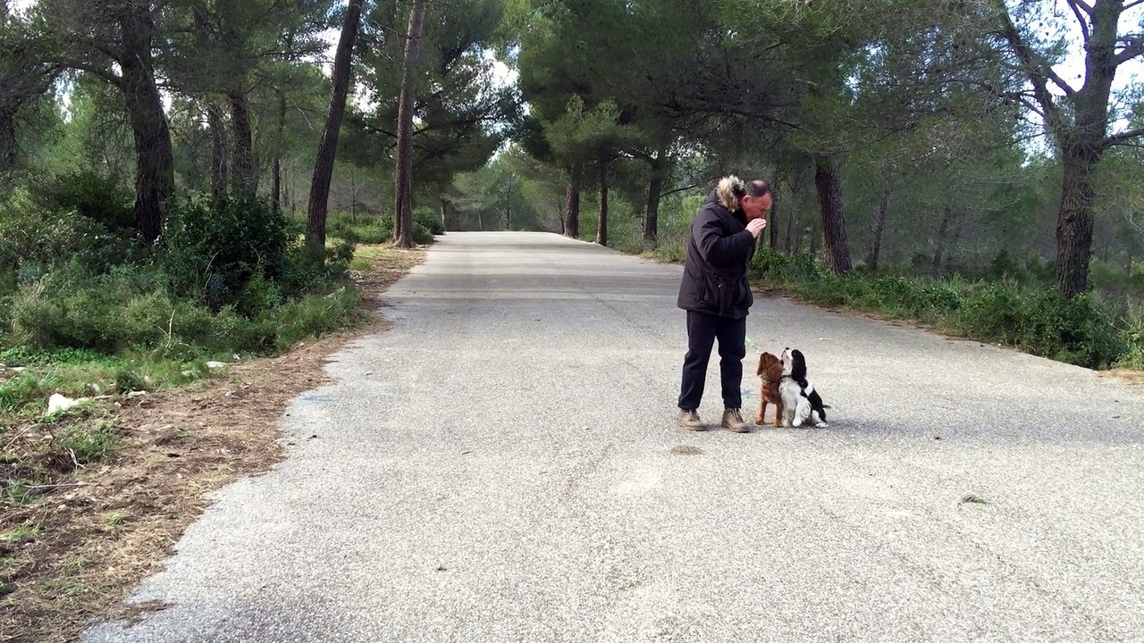 dressage canin la ciotat 13 Education canine la ciotat marche en laisse avec deux chiens