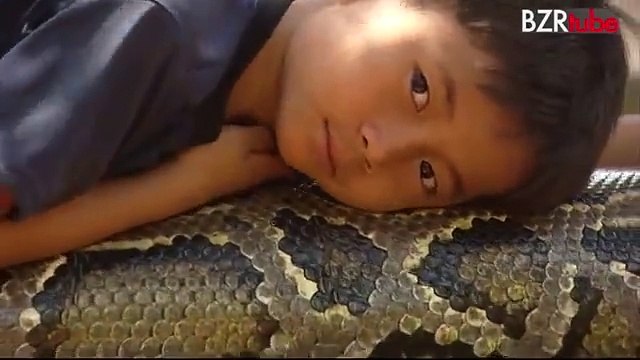 6 Years Old Child Who is Playing with Large Snake Unbelieveable