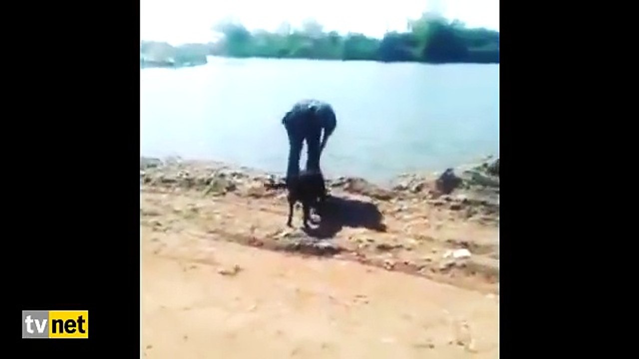 Köpeği suya atacakken kendi düştü! İlahi adalet&hellip; Dailymotion Video