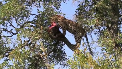 Fünf Leoparden tötet vier Warzenschwein Cinq léopard Tués quatre Phacochère