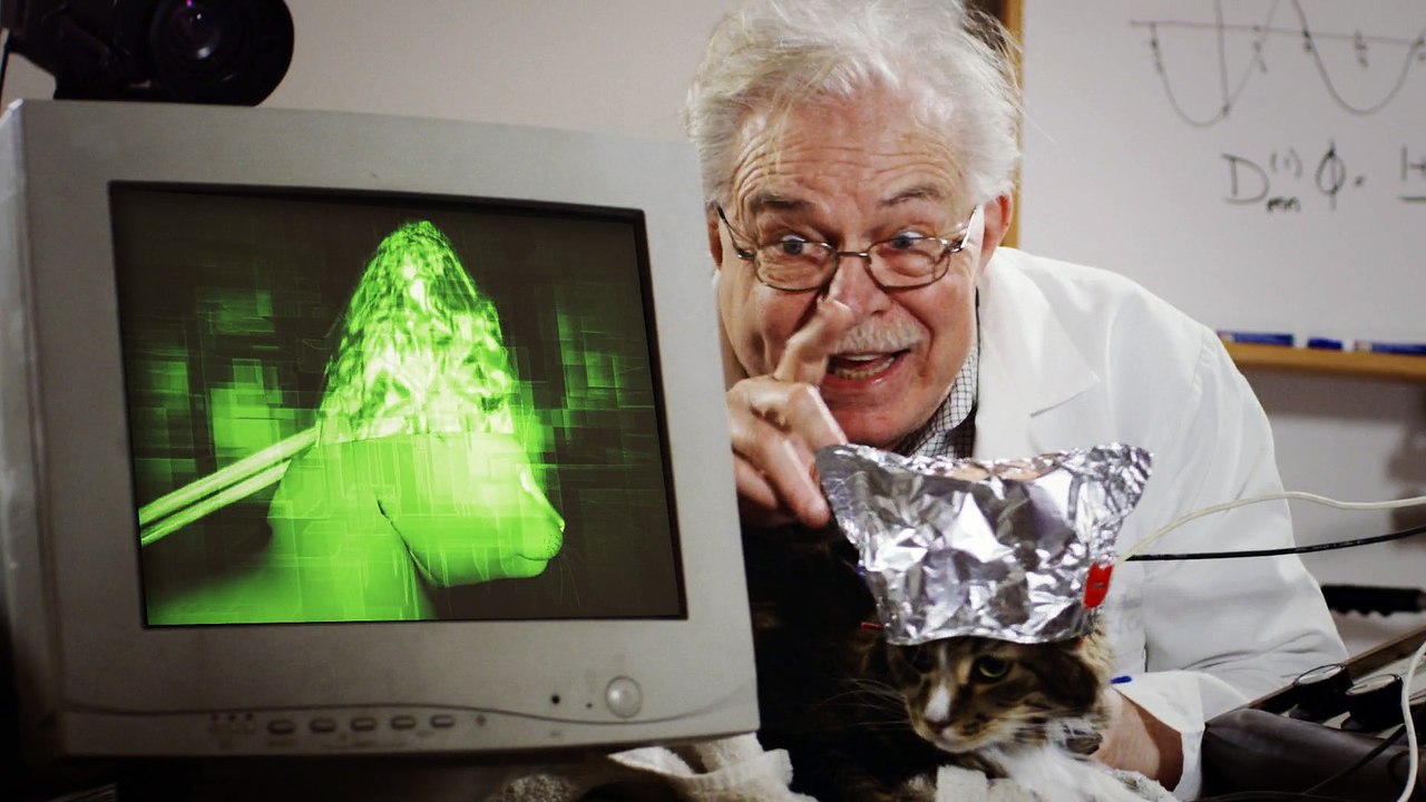 Ask The Cat A Question - bayGH.com