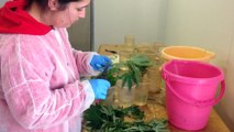 Israel reveals specialized medical marijuana strains