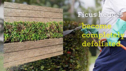 White Fly Pest Control