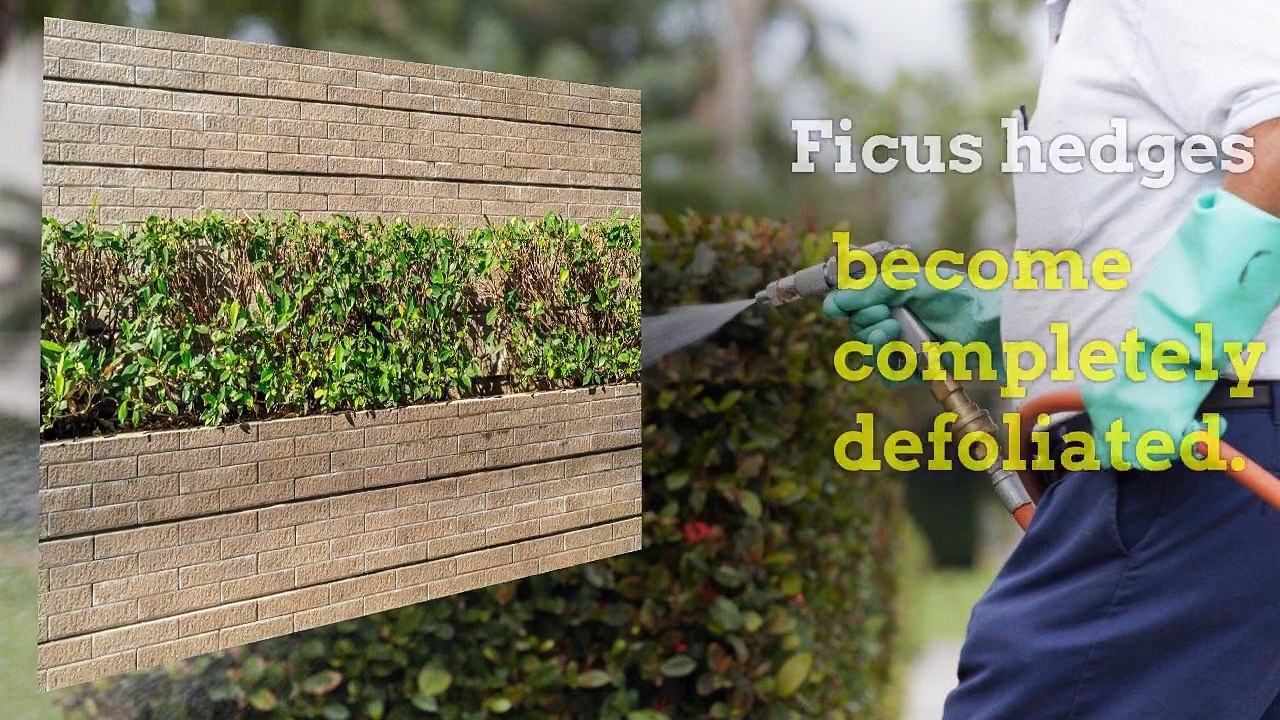 White Fly Pest Control