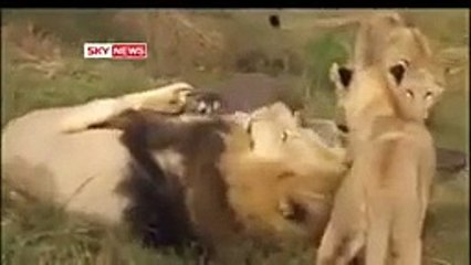 This is shocking! The most amazing thing you'll ever watch!