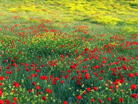 Ae Rasool E Ameen(S.A.W) - Junaid Jamshed Naat - Junaid Jamshed Videos